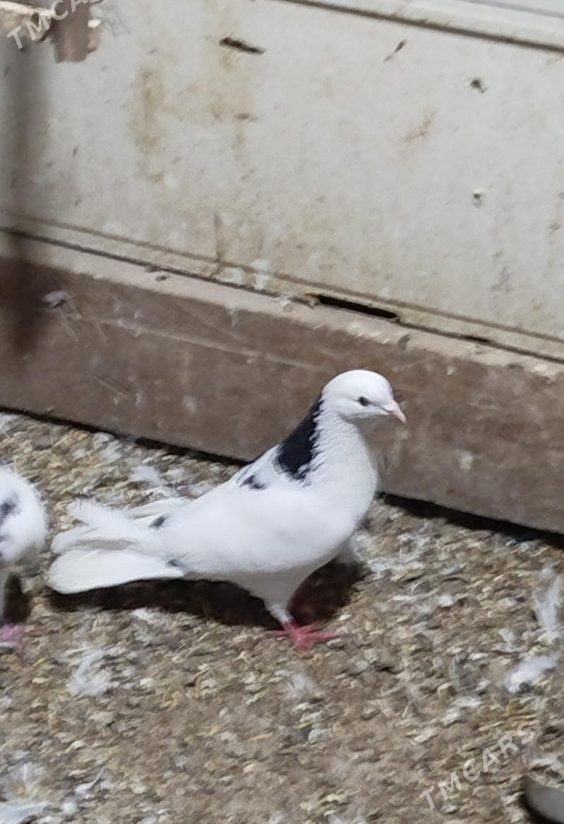 Kepderi - Aşgabat - img 4