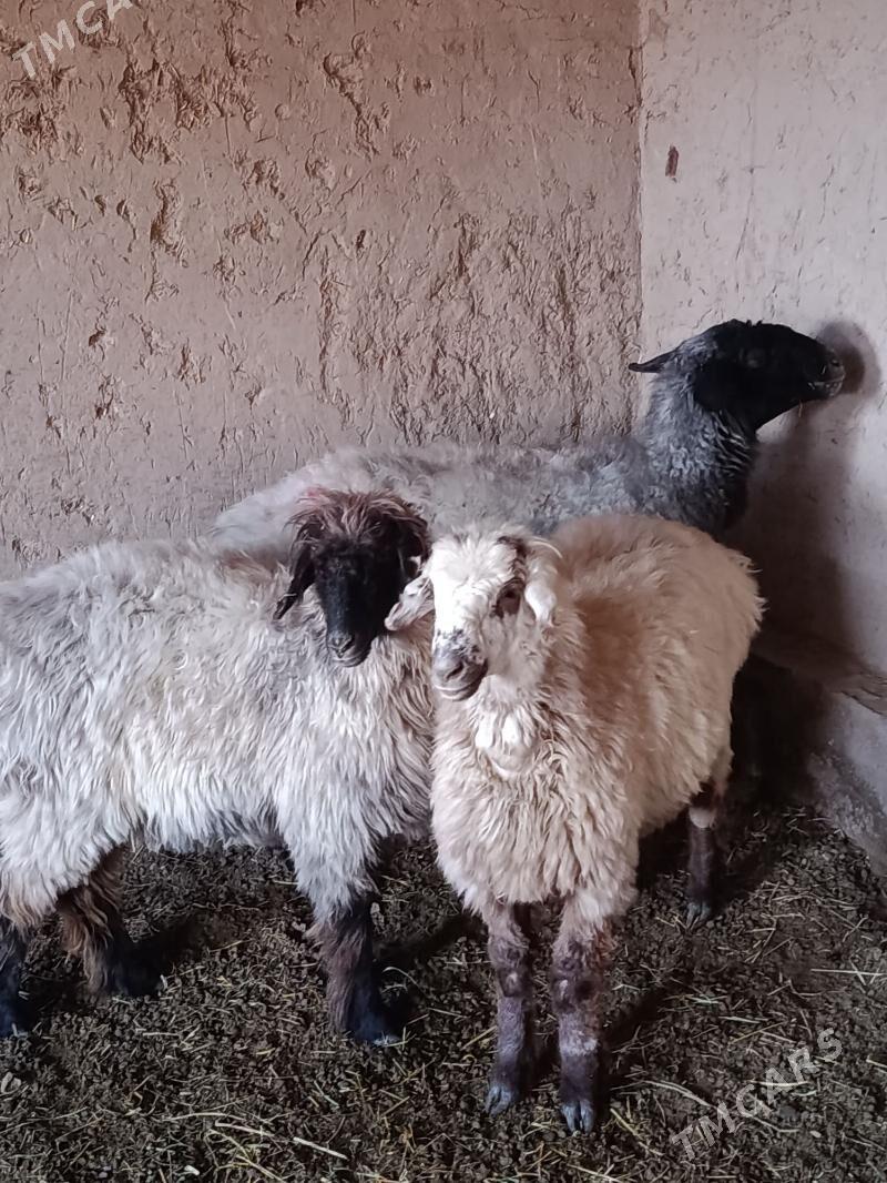 goyun turkmen - Сакарчага - img 1