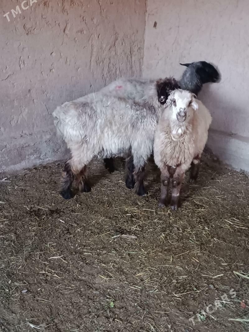 goyun turkmen - Сакарчага - img 4