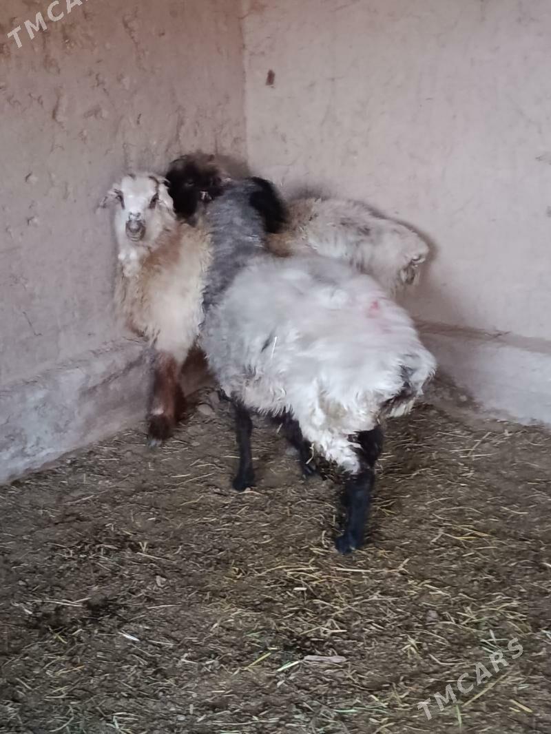 goyun turkmen - Сакарчага - img 3