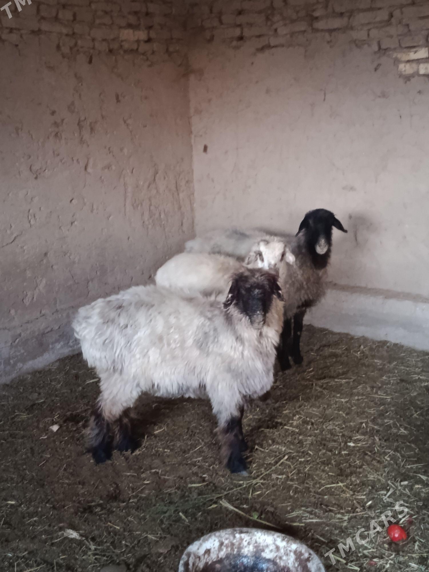 goyun turkmen - Сакарчага - img 2