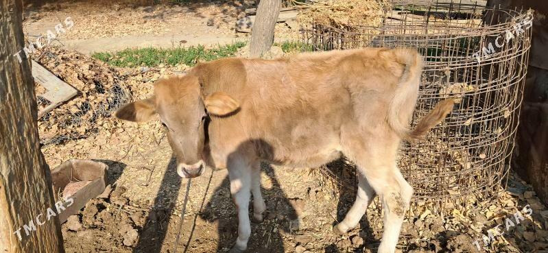 YAŚ ÖKUZ - Gökdepe - img 2