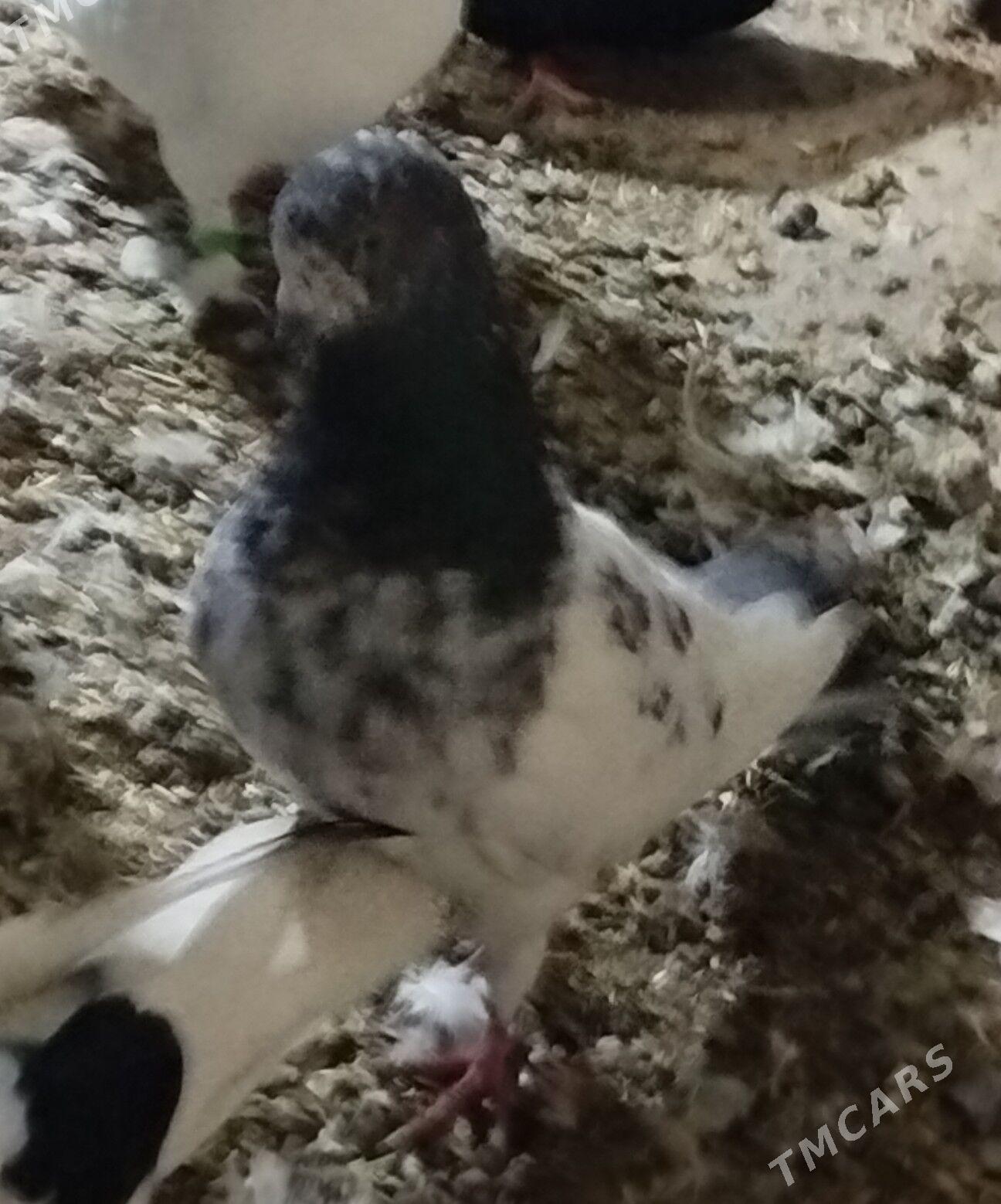 Kepderi - Ашхабад - img 2