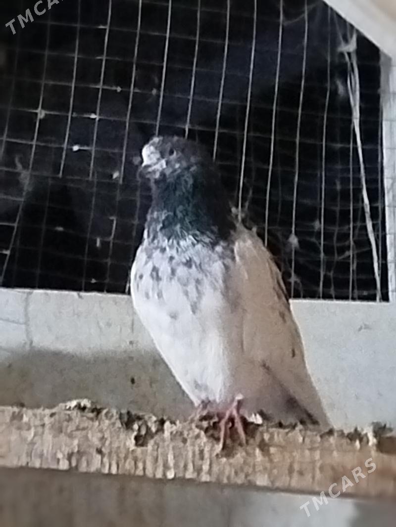 Kepderi - Ашхабад - img 3