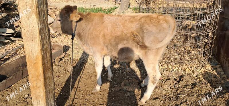 YAŚ ÖKUZ - Gökdepe - img 3