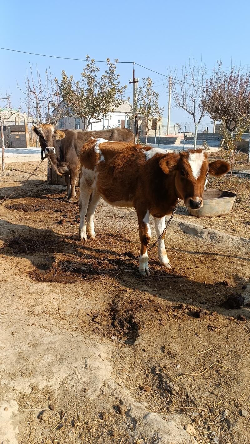 gibirit tuwe - Gökdepe - img 3