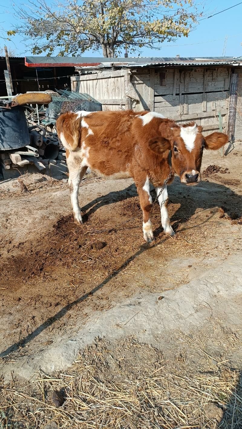 gibirit tuwe - Gökdepe - img 2