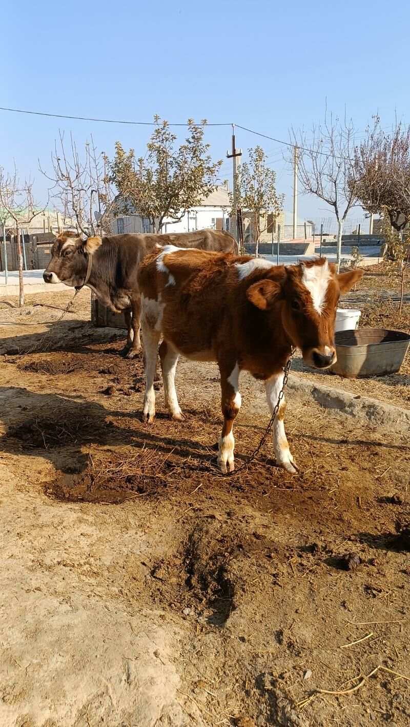 gibirit tuwe - Gökdepe - img 4