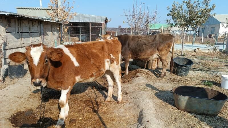 gibirit tuwe - Gökdepe - img 5