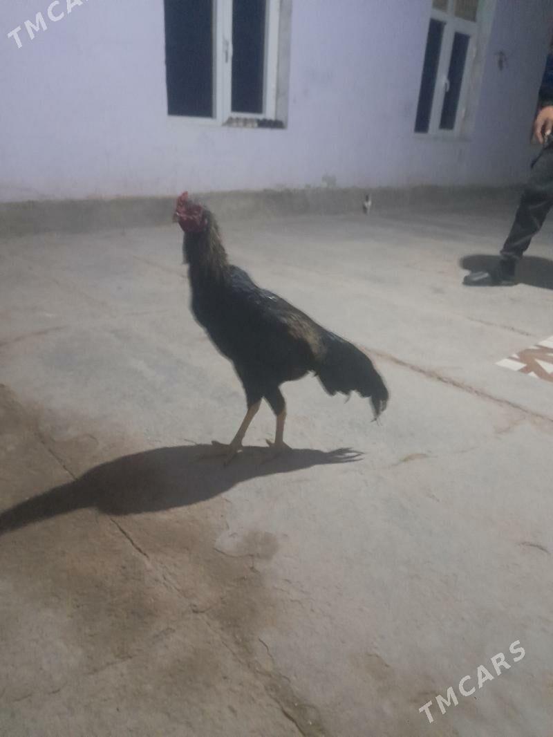 horaz - Дянев - img 4