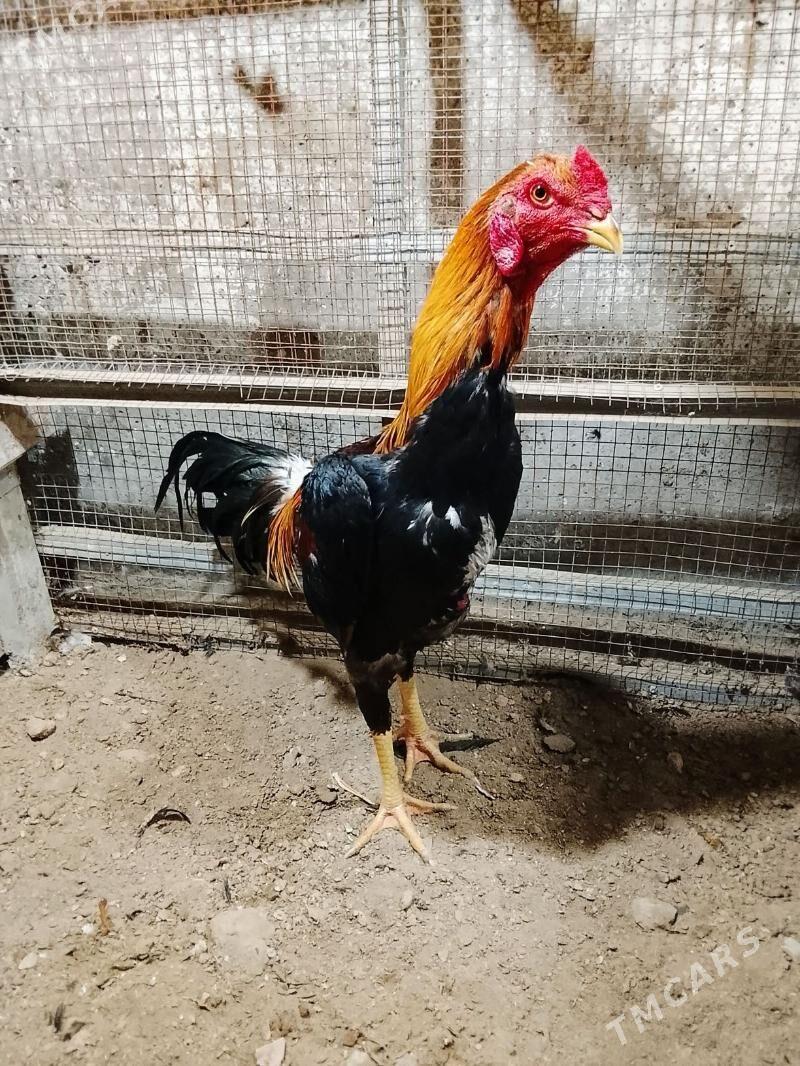 Horaz - Дашогуз - img 3