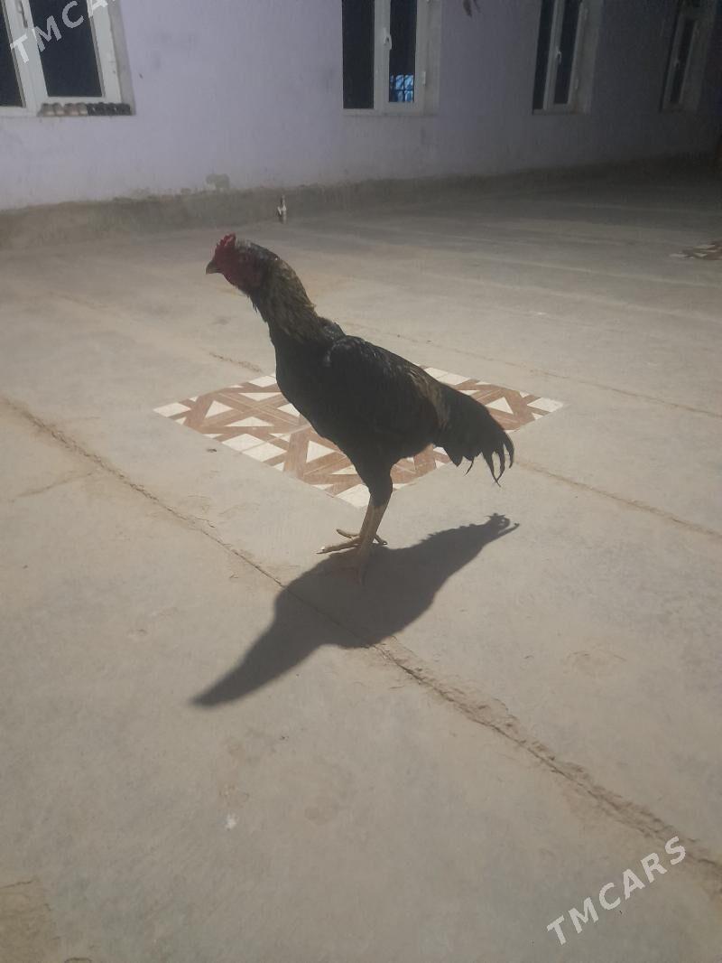 horaz - Дянев - img 5