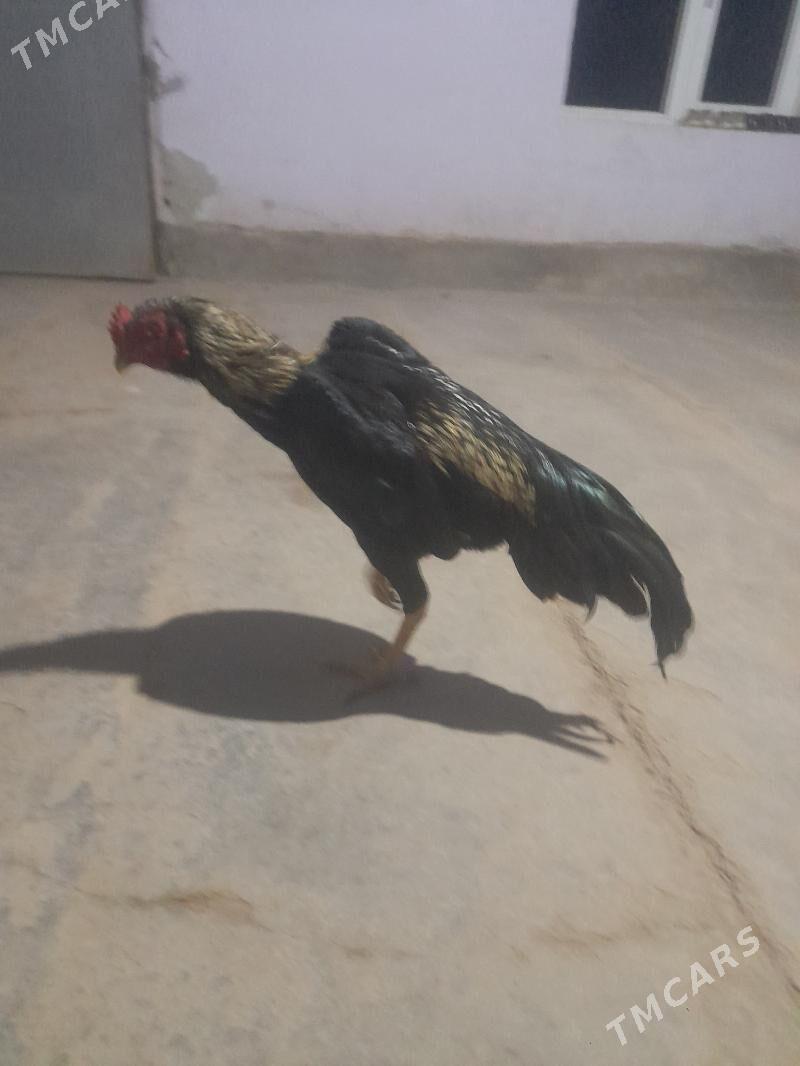 horaz - Дянев - img 3