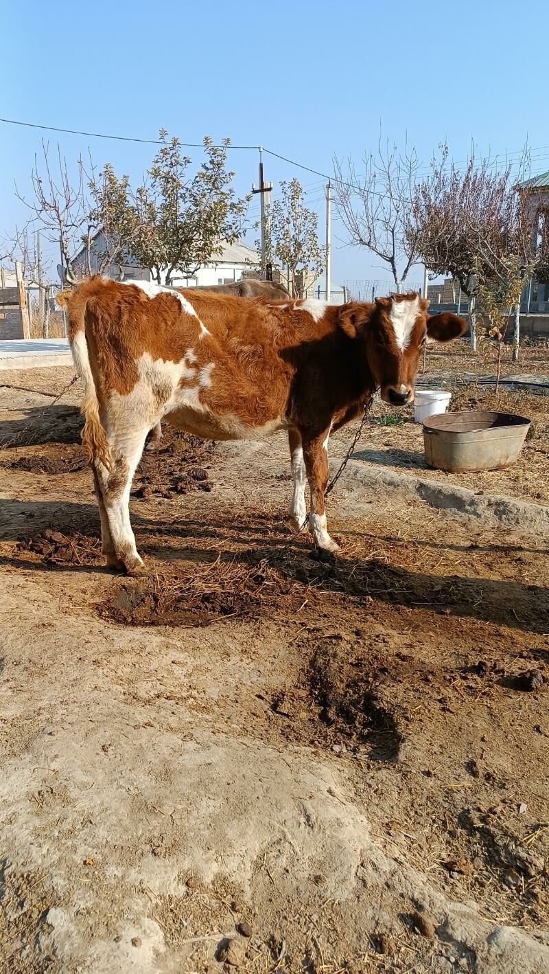 gibirit tuwe - Gökdepe - img 6