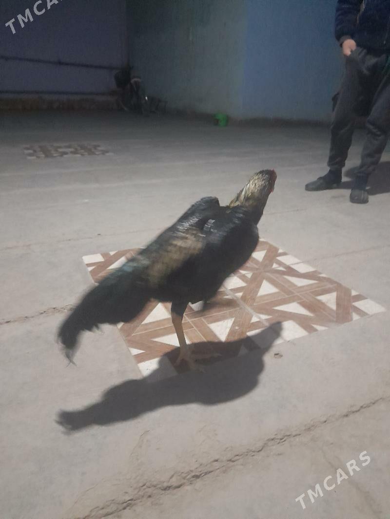 horaz - Дянев - img 1