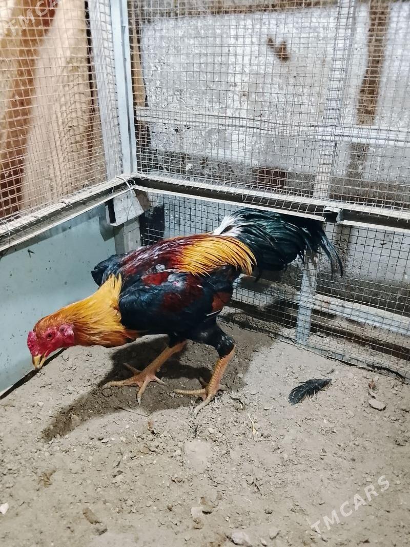 Horaz - Дашогуз - img 2