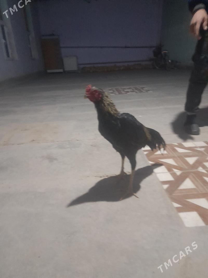 horaz - Дянев - img 2