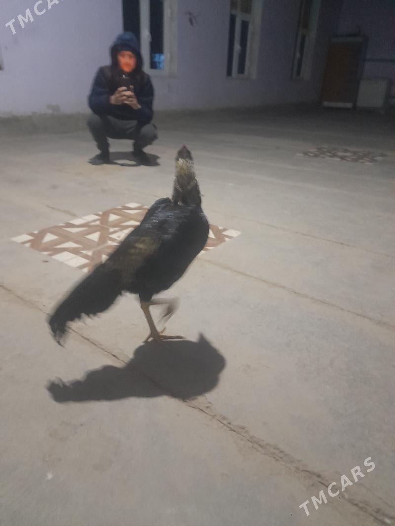 horaz - Дянев - img 6