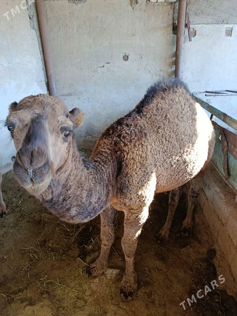 Ogşuk - Aşgabat - img 2