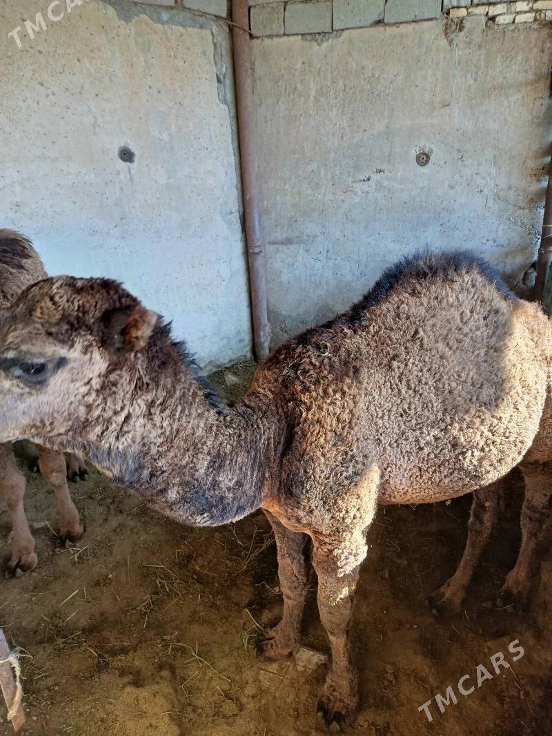 Ogşuk - Aşgabat - img 3