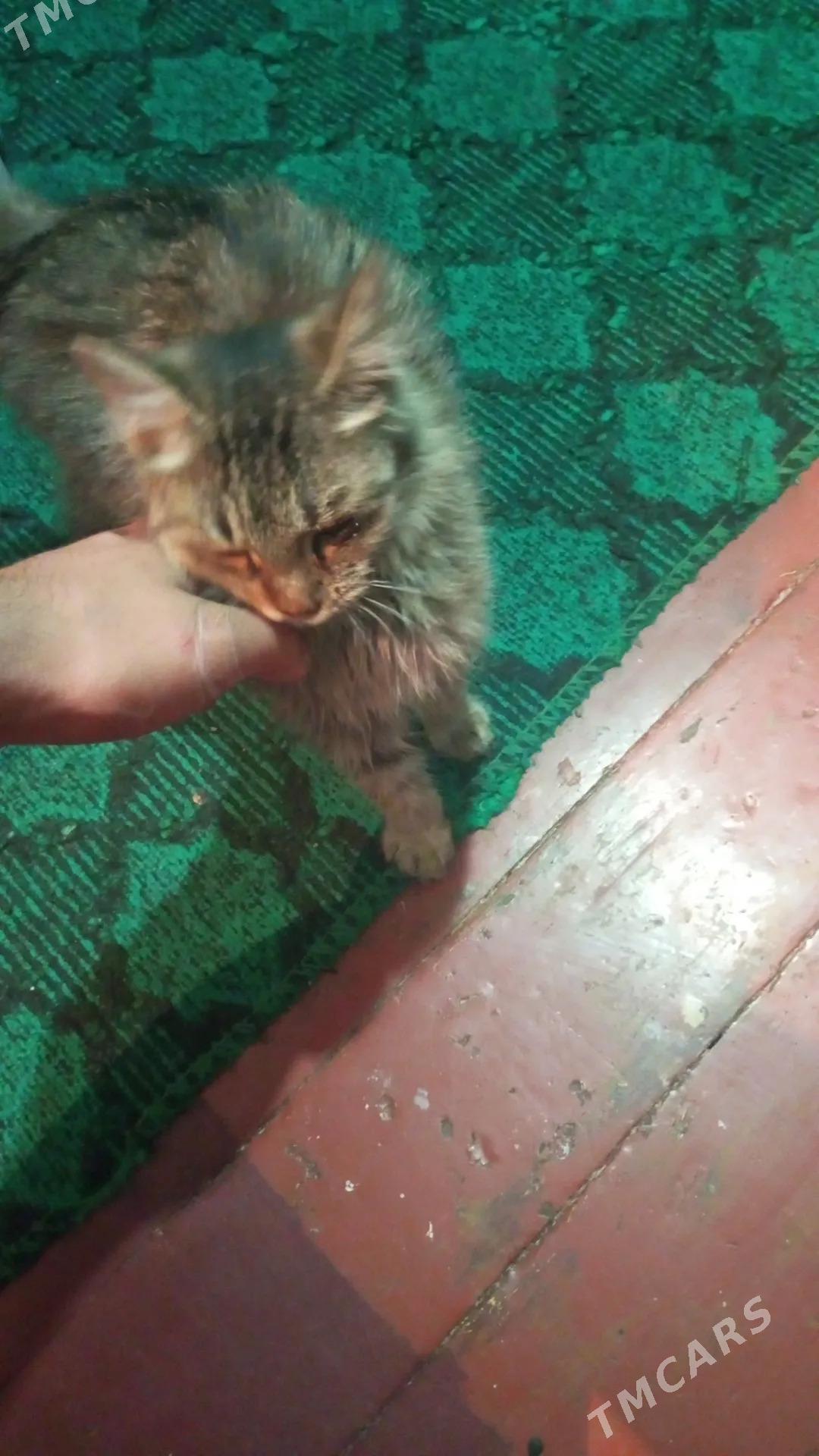 котенок - Туркменабат - img 2