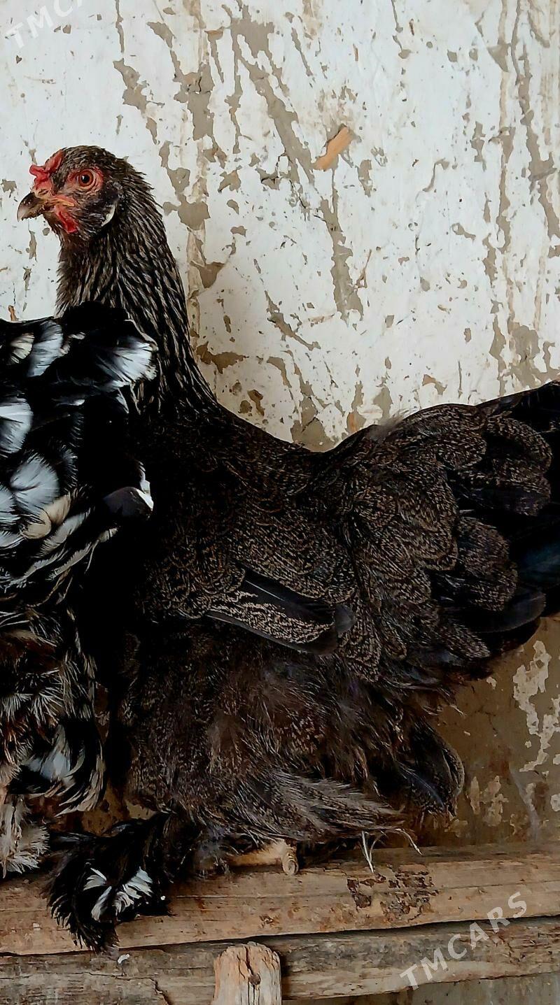 brama maki - Бахарден - img 2