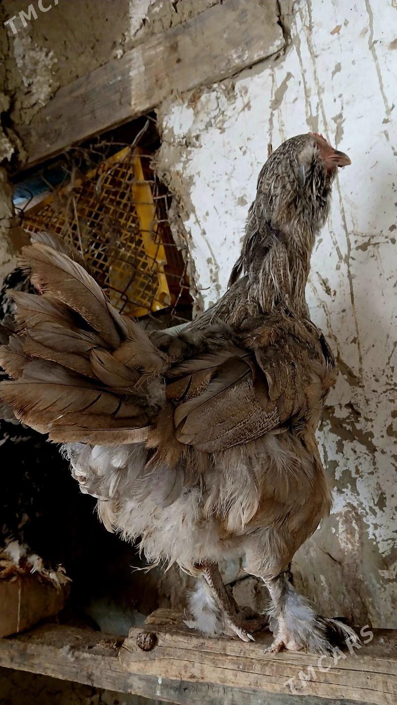 brama maki - Бахарден - img 4