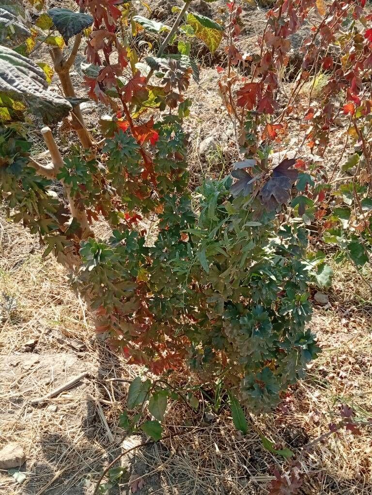 Smarodina - Wekilbazar - img 2