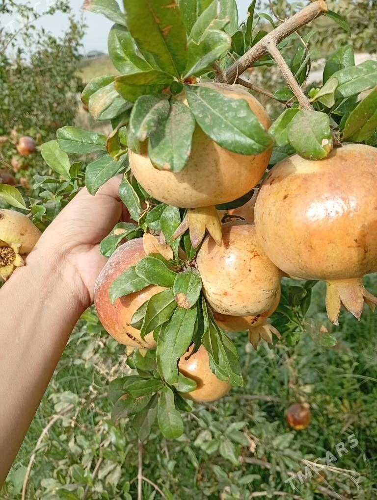 Yerli Nar nahal - Wekilbazar - img 1