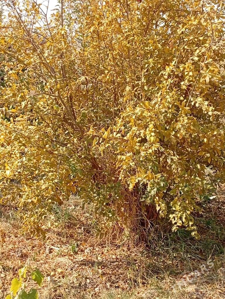 Yerli Nar nahal - Wekilbazar - img 2