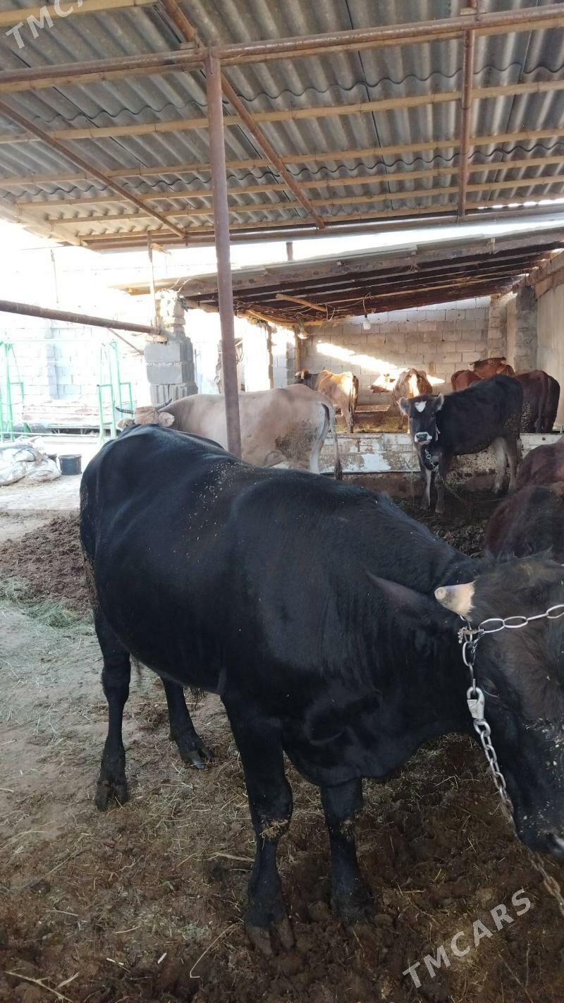 okuz - Änew - img 2