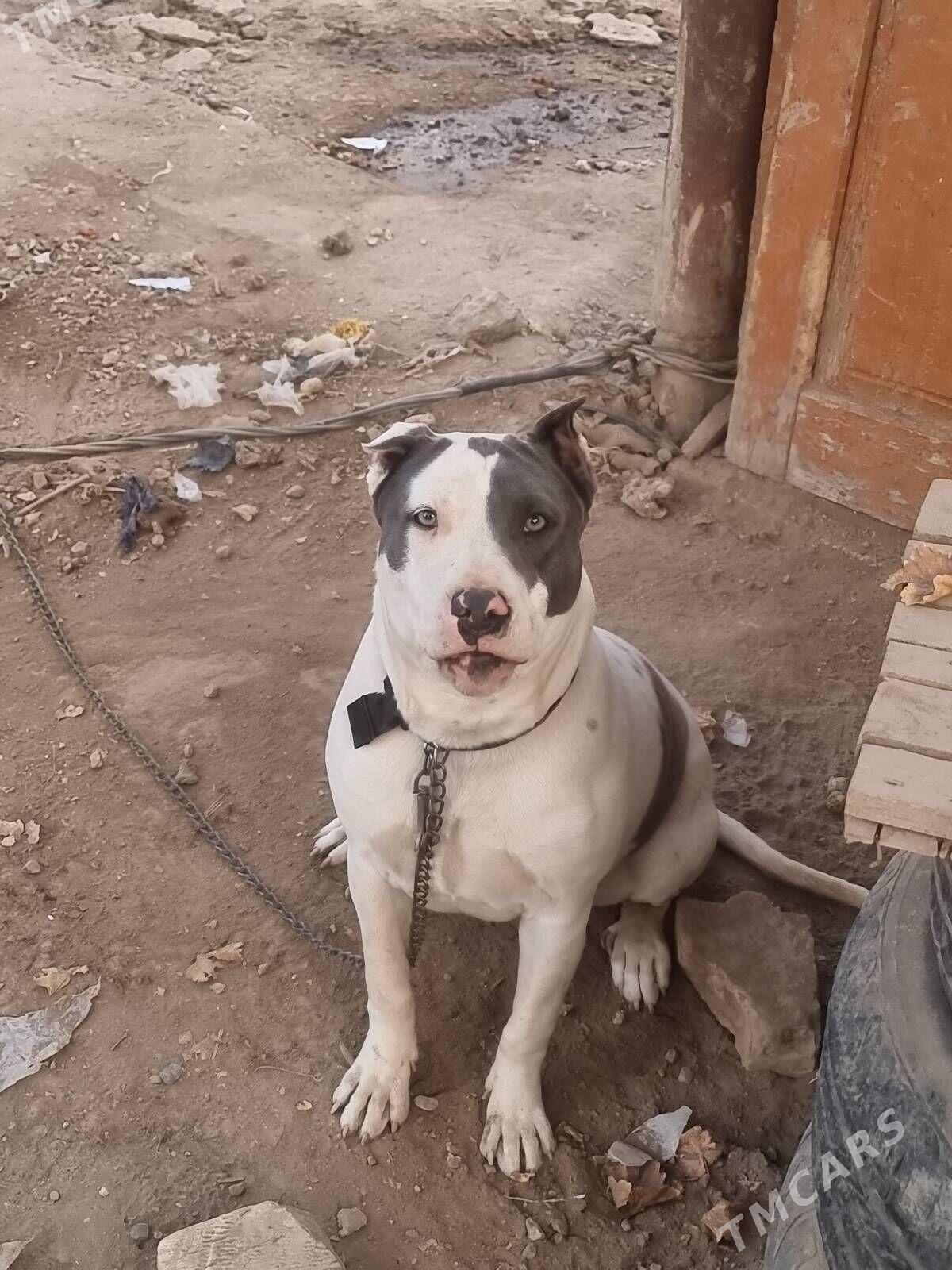 PITBULL - Туркменабат - img 1