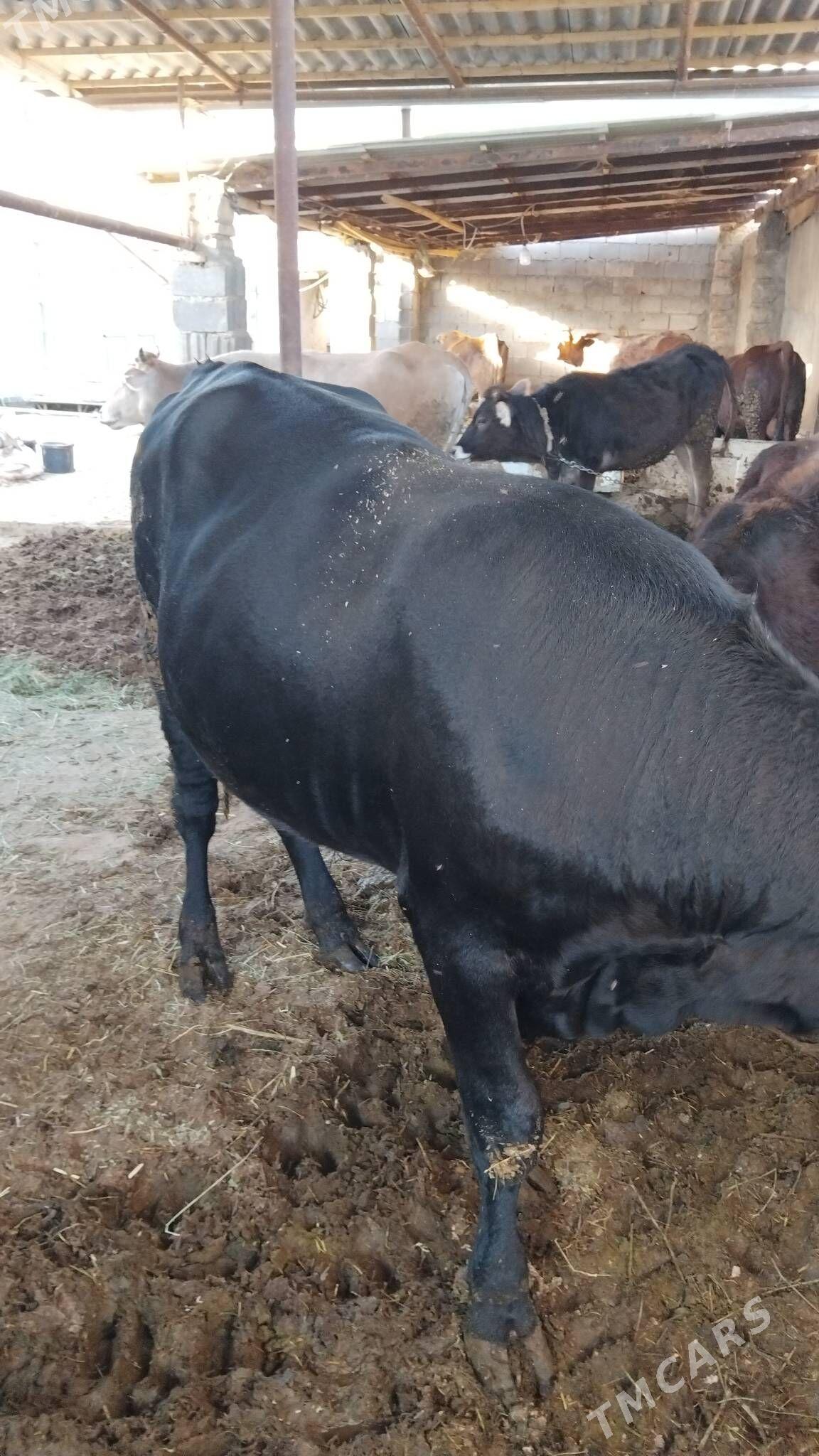 okuz - Änew - img 3