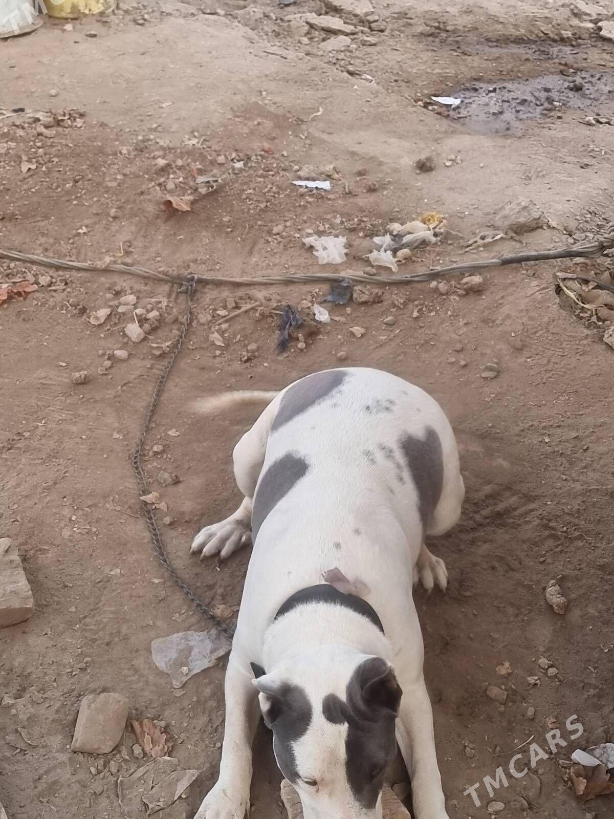 PITBULL - Туркменабат - img 4