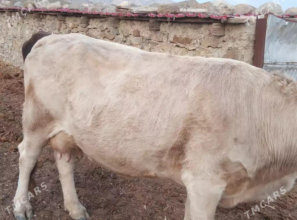 sygyr - Gyzylarbat - img 2