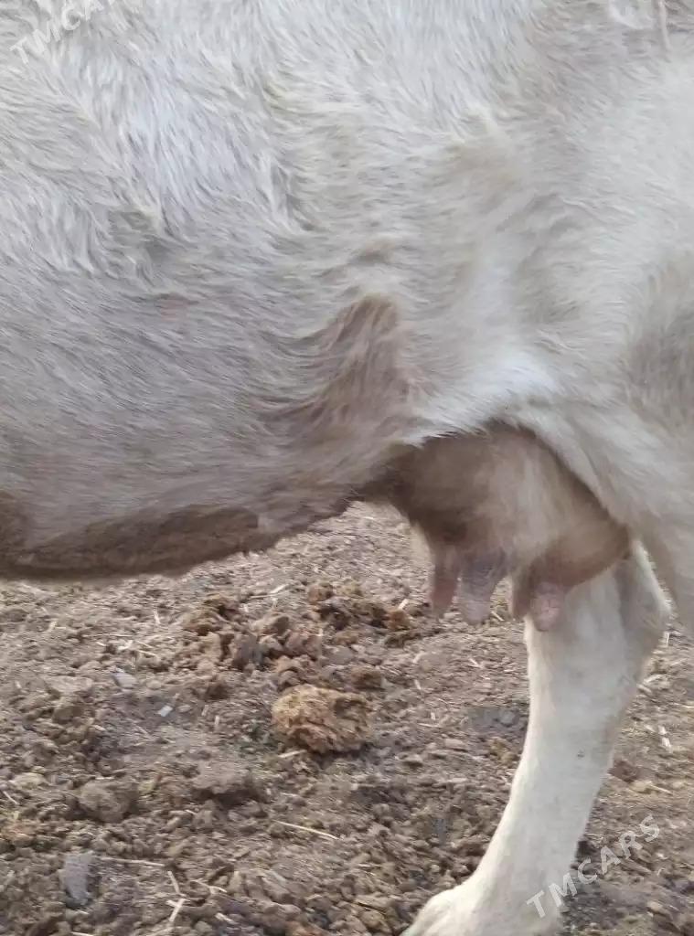 sygyr - Gyzylarbat - img 3