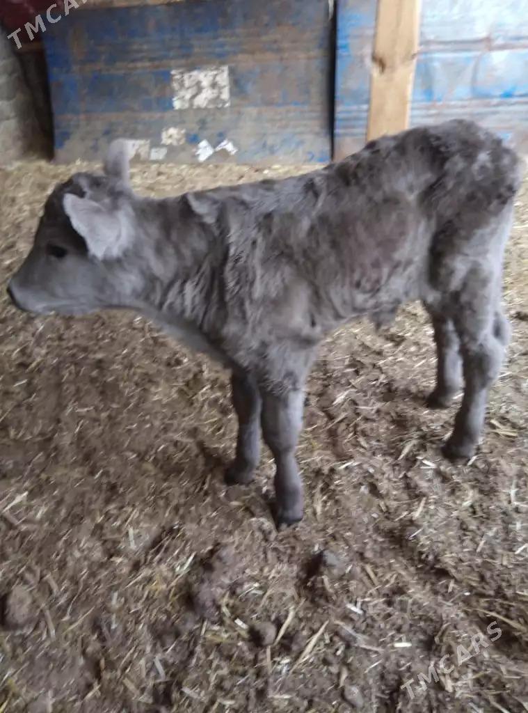 sygyr - Gyzylarbat - img 4