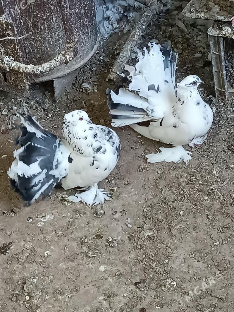 Kepderi - Mary - img 3