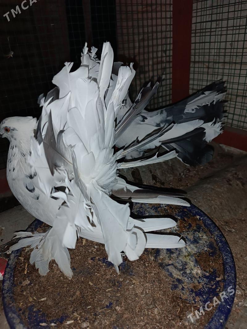 Kepderi - Mary - img 4