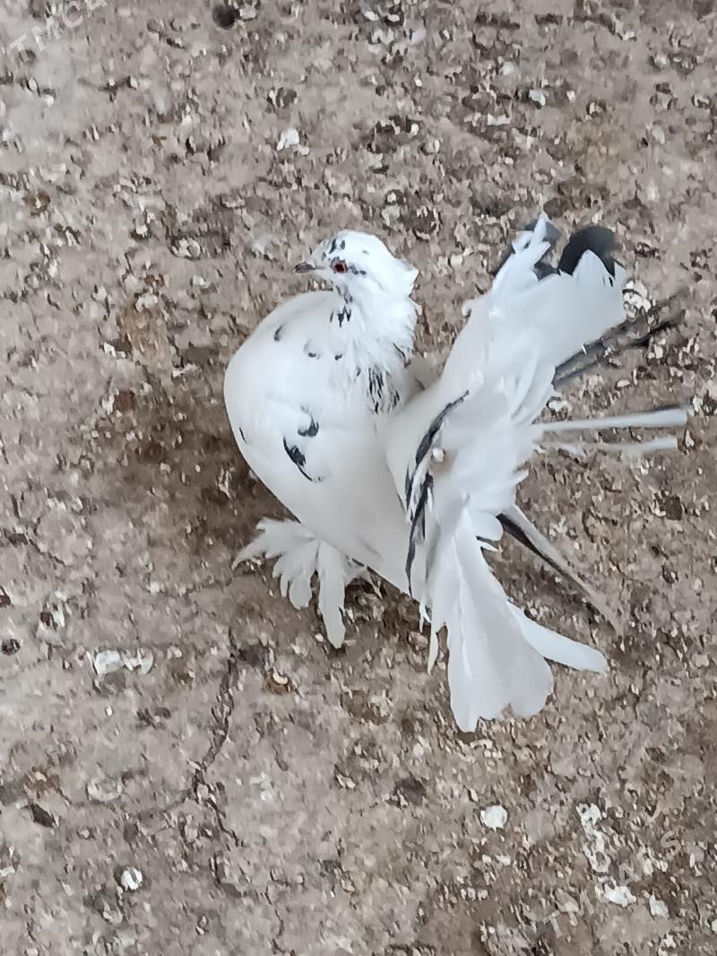 Kepderi - Mary - img 6