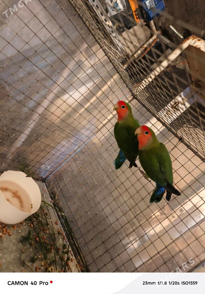 Nerazlucnik - Aşgabat - img 2