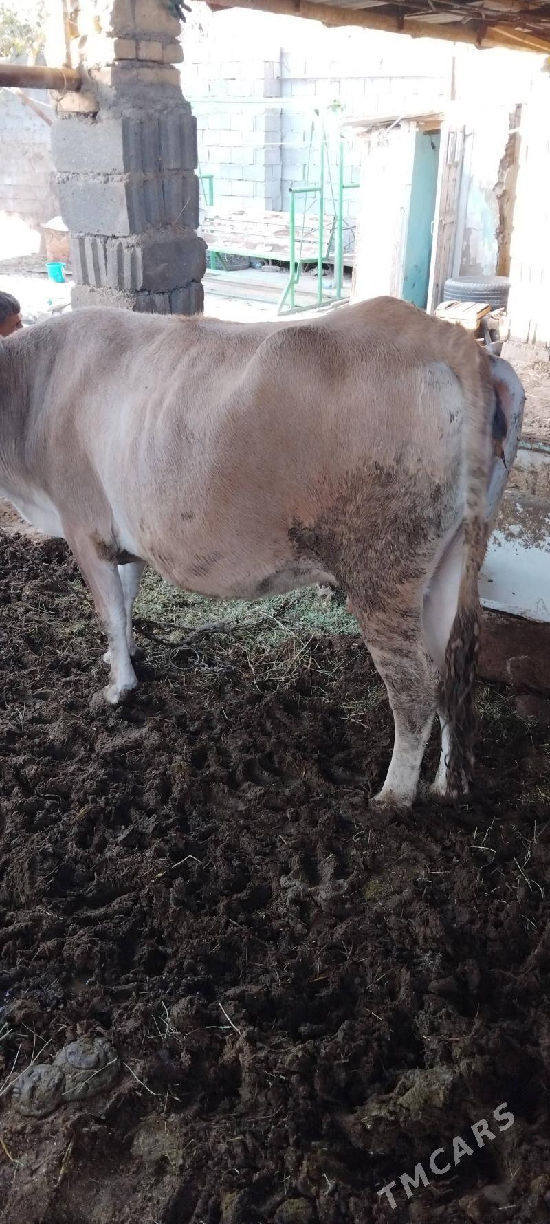 bakylan sygyr - Änew - img 2