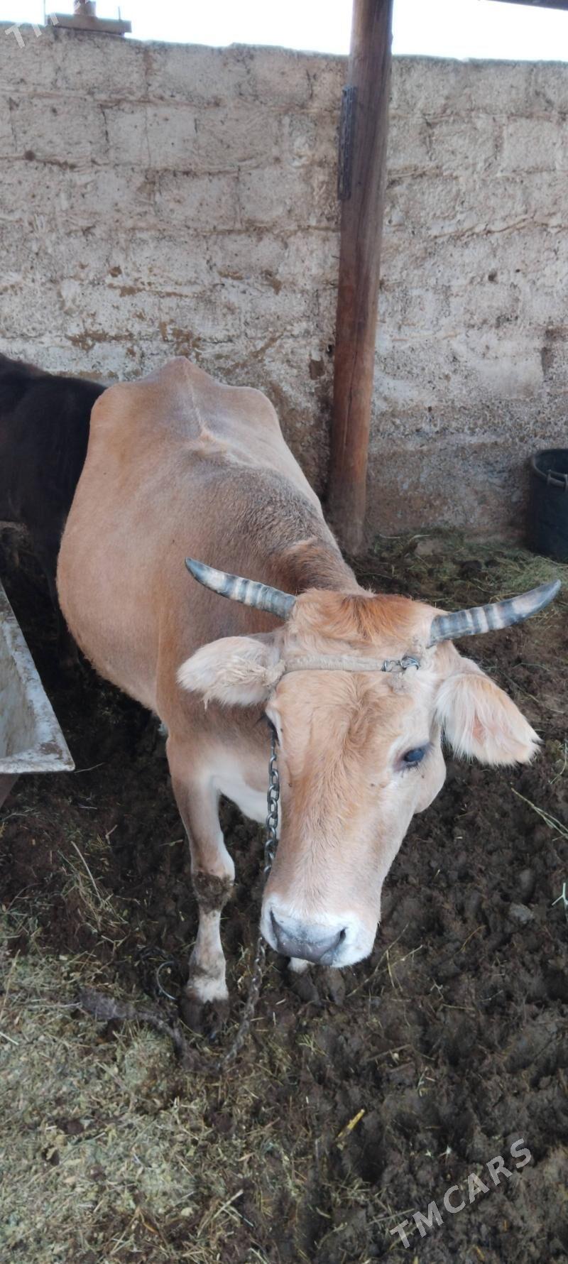 bakylan sygyr - Änew - img 3