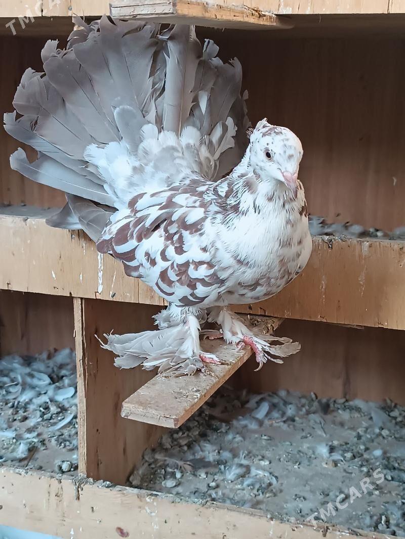 Kepderi - Mary - img 2