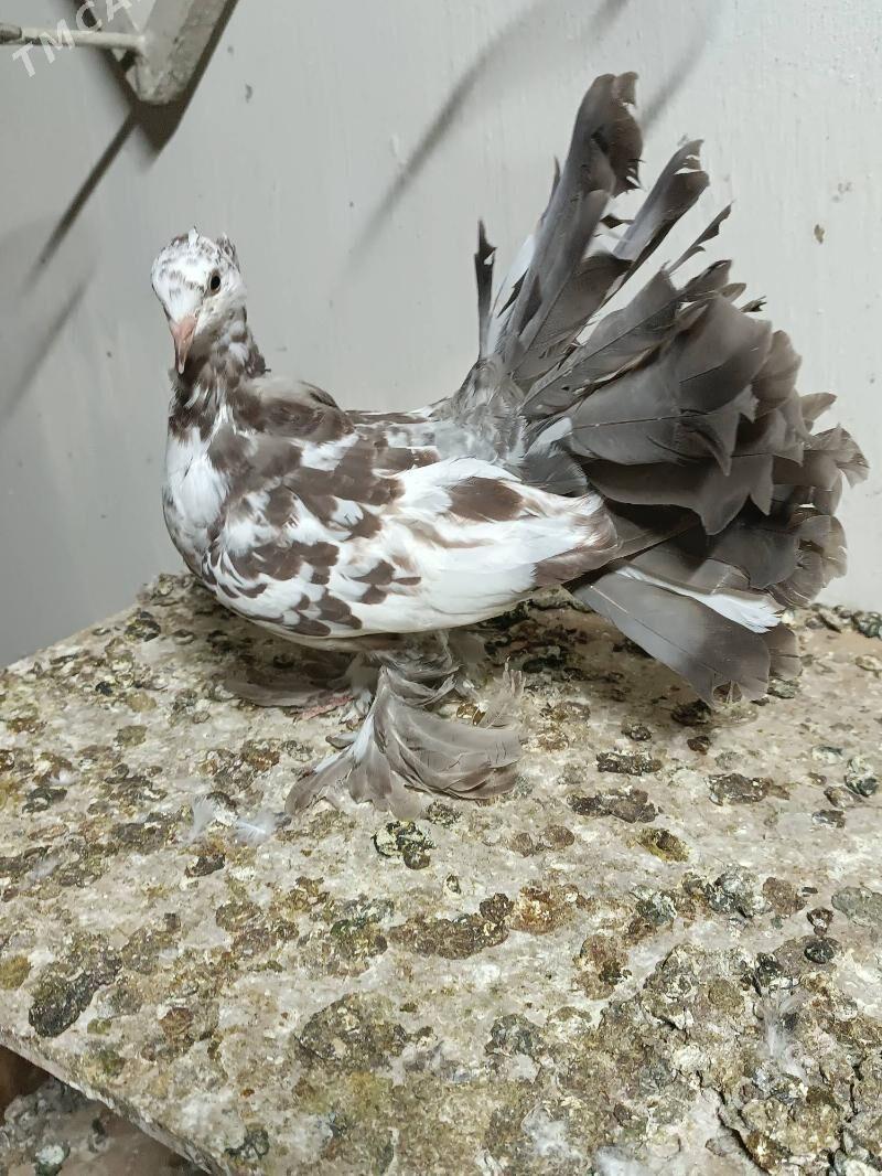 Kepderi - Mary - img 3