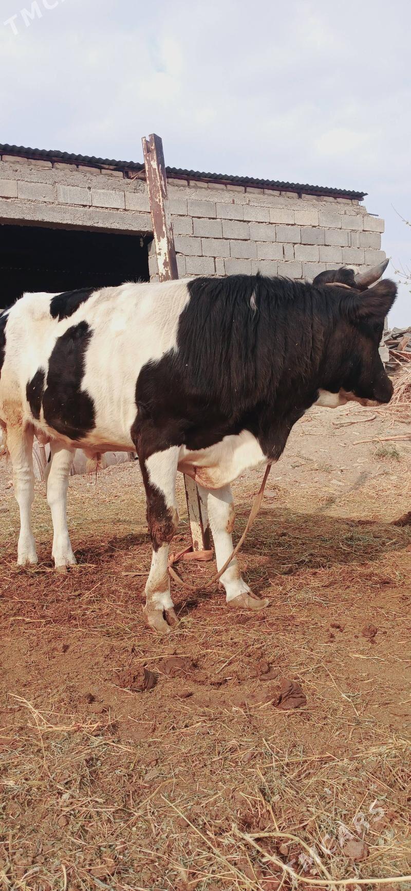 okuz - Gökdepe - img 2