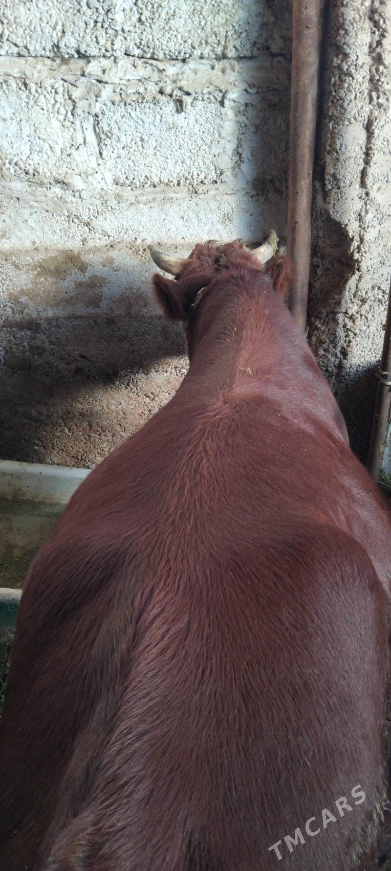 okuz - Änew - img 3