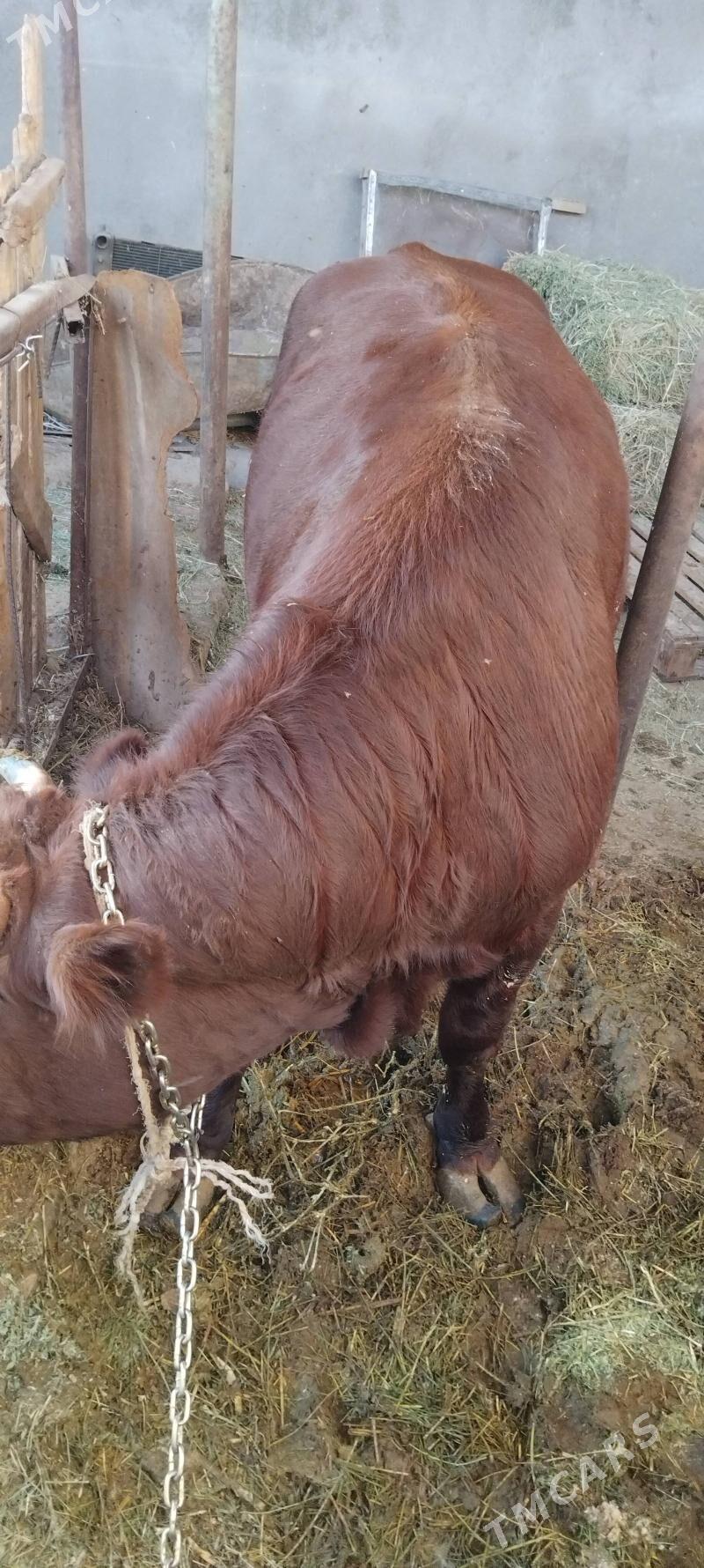 okuz - Änew - img 2