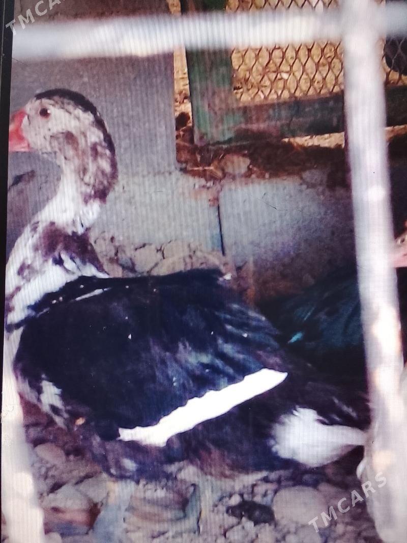 индутга. газ - Анев - img 2