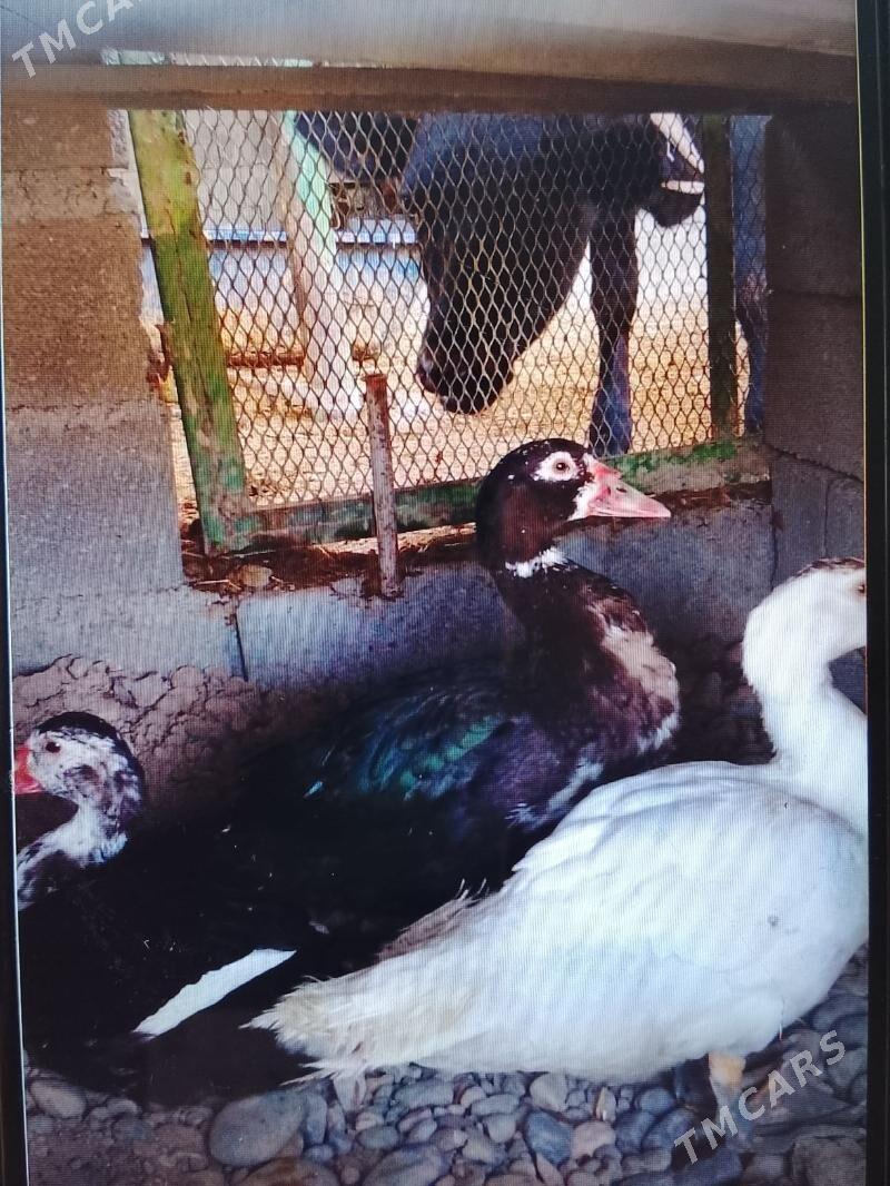 индутга. газ - Анев - img 3